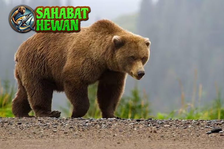 Beruang Si Raksasa Lembut yang Bisa Jadi Petarung Ganas!