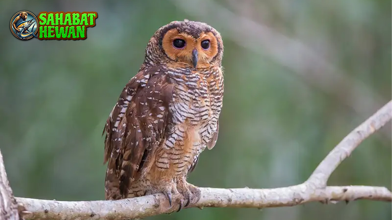 Jejak Burung Hantu, Sang Pemburu Sunyi di Kegelapan