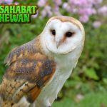 Jejak Burung Hantu, Sang Pemburu Sunyi di Kegelapan