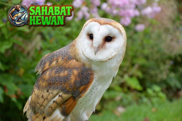 Jejak Burung Hantu, Sang Pemburu Sunyi di Kegelapan