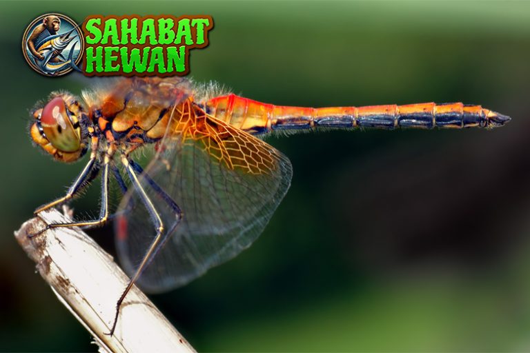 Capung Si Pemburu Udara dengan Kecepatan Mengesankan!