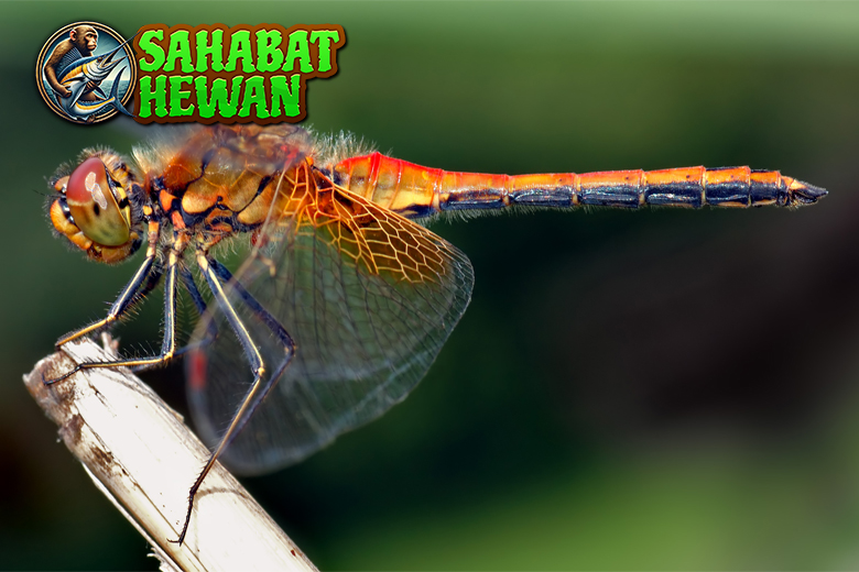 Capung Si Pemburu Udara dengan Kecepatan Mengesankan!