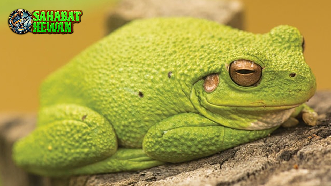 Katak Hijau Kecil, Licin, Tapi Punya Peran Penting di Alam!