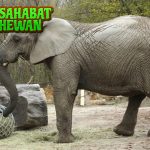 Mengenal Gajah Sang Raja Hutan dan Simbol Kekuatan!