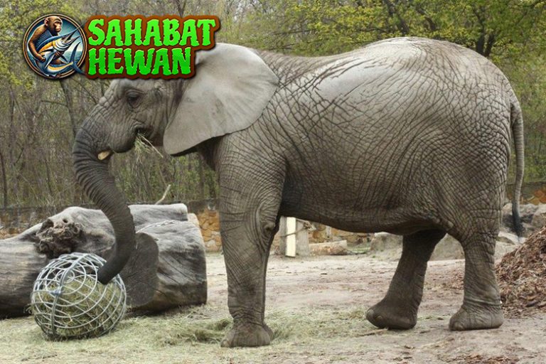Mengenal Gajah Sang Raja Hutan dan Simbol Kekuatan!