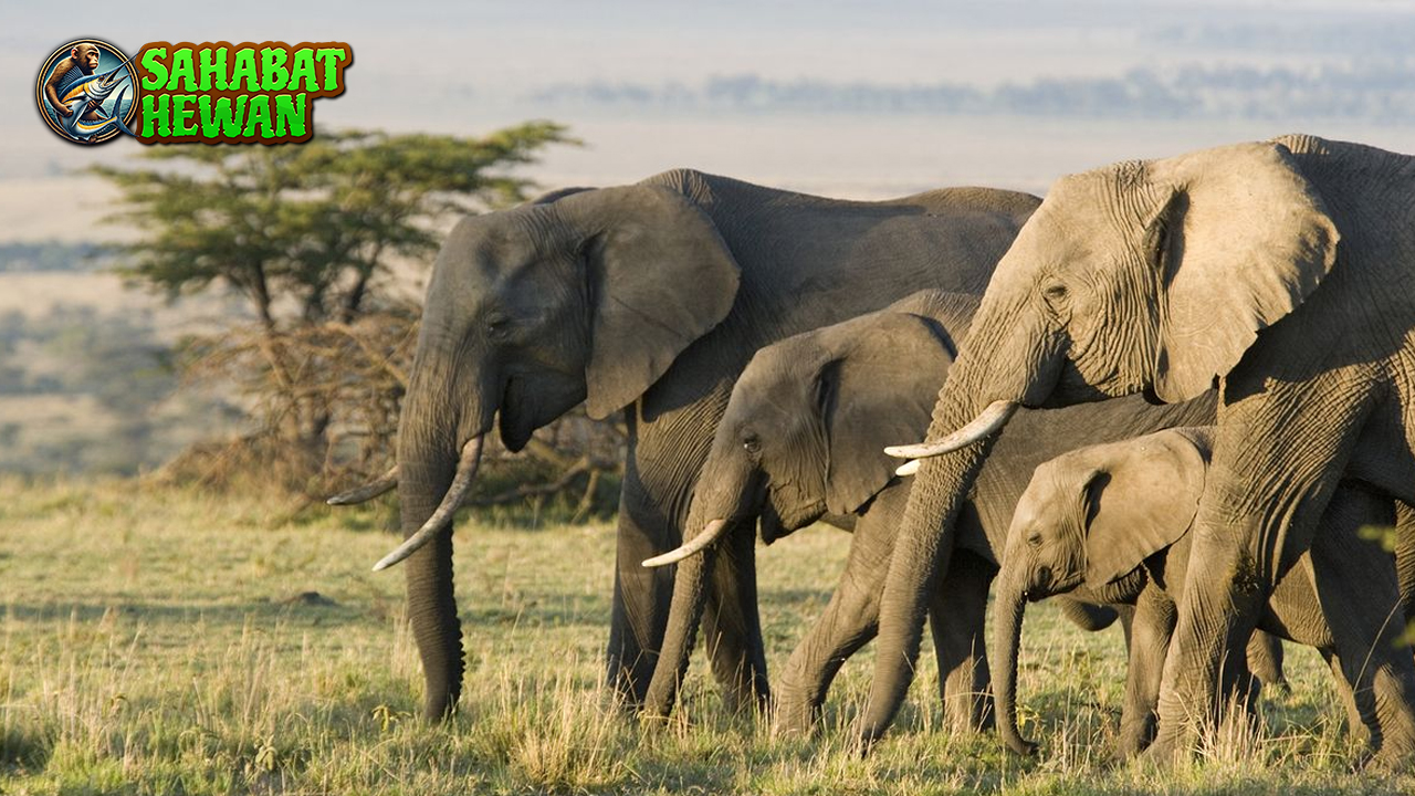 Mengenal Gajah Sang Raja Hutan dan Simbol Kekuatan!