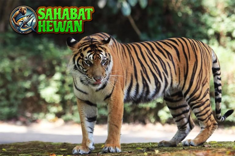 Kenali Harimau, Si Penjelajah Hutan dengan Gaya Keren!