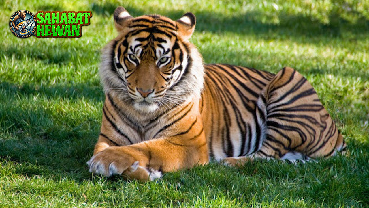 Kenali Harimau, Si Penjelajah Hutan dengan Gaya Keren!