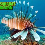 Keunikan Ikan Singa Keindahan yang Harus Diwaspadai!