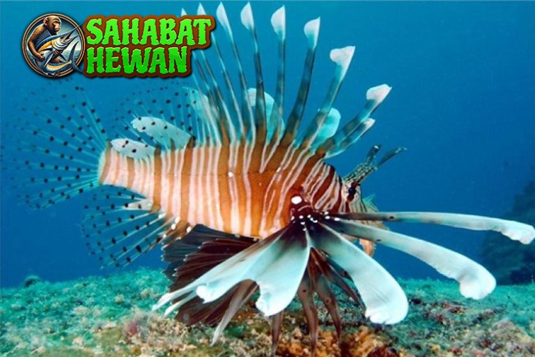 Keunikan Ikan Singa Keindahan yang Harus Diwaspadai!