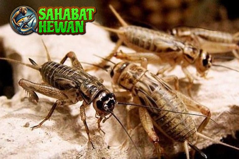 Jangkrik Serangga Tradisi yang Kini Dilirik Dunia Modern!