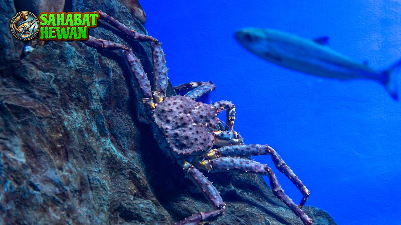 Kepiting Alaska Hewan Laut Jumbo dari Perairan Beku!