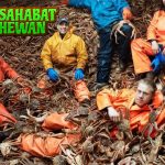 Kepiting Alaska Hewan Laut Jumbo dari Perairan Beku!