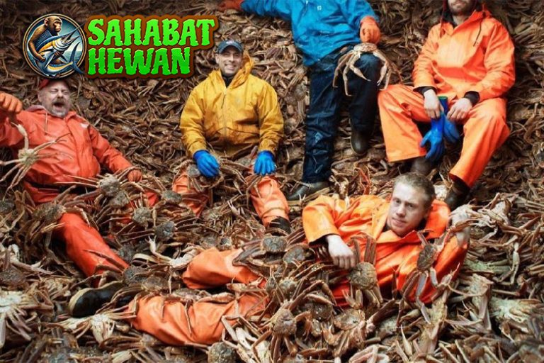 Kepiting Alaska Hewan Laut Jumbo dari Perairan Beku!