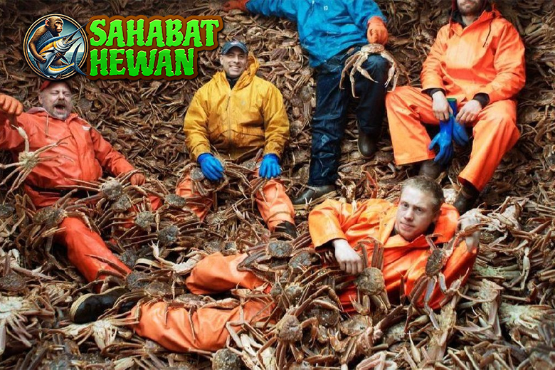 Kepiting Alaska Hewan Laut Jumbo dari Perairan Beku!