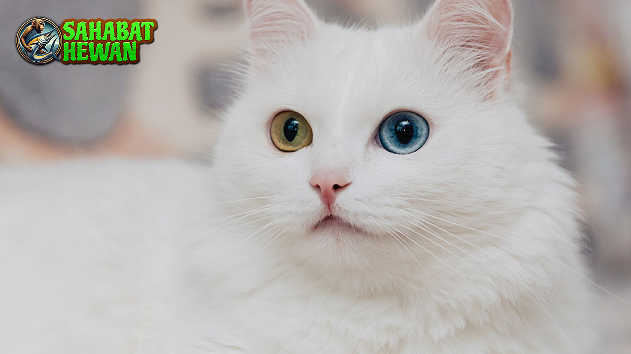 Kucing dan Segala Kelucuannya yang Bikin Ketagihan!