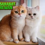 Kucing dan Segala Kelucuannya yang Bikin Ketagihan!