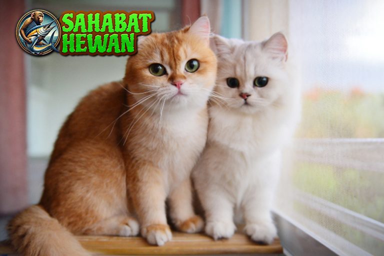 Kucing dan Segala Kelucuannya yang Bikin Ketagihan!