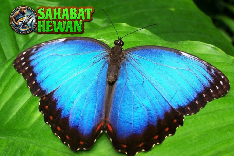 Kupu Kupu Si Pendiam yang Bikin Alam Semakin Hidup!
