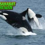 Paus Orca Tampilan Kalem, Insting Buas Tak Terbantahkan!