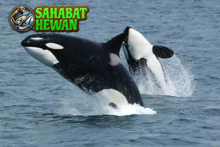 Paus Orca Tampilan Kalem, Insting Buas Tak Terbantahkan!