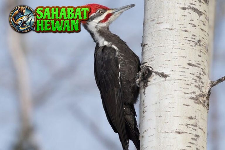 Pelatuk Si Kecil Pengguncang Hutan yang Gak Bisa Diam!