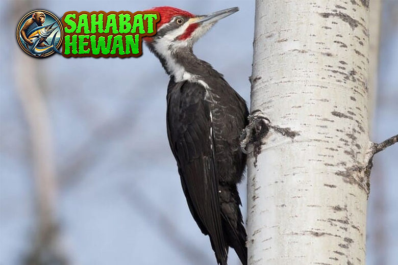 Pelatuk Si Kecil Pengguncang Hutan yang Gak Bisa Diam!