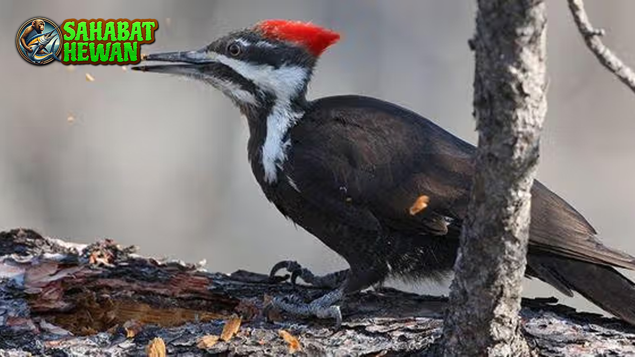 Pelatuk Si Kecil Pengguncang Hutan yang Gak Bisa Diam!