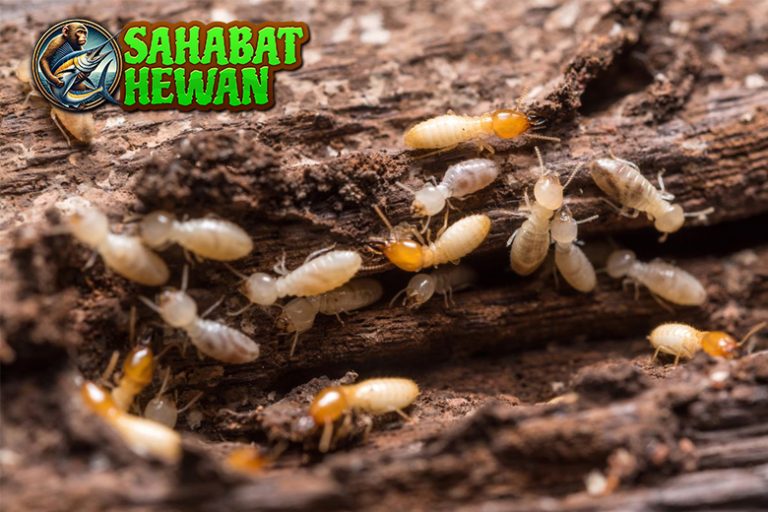 Rayap Makhluk Lemah yang Bisa Bikin Kerugian Mewah