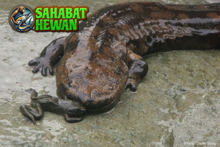 Mengintip Dunia Salamander, Si Raja Penyembuh Alam!