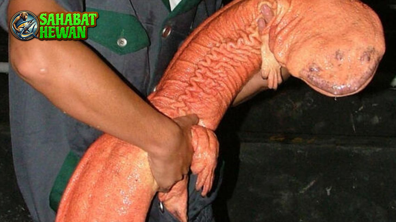 Mengintip Dunia Salamander, Si Raja Penyembuh Alam!Mengintip Dunia Salamander, Si Raja Penyembuh Alam!