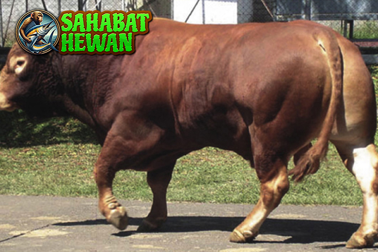 Sapi Silosil Karakteristik dan Peranannya di Dunia Peternakan!