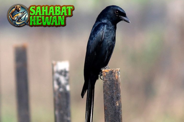 Srigunting Burung Pemberani yang Suka Usil di Tengah Hutan!