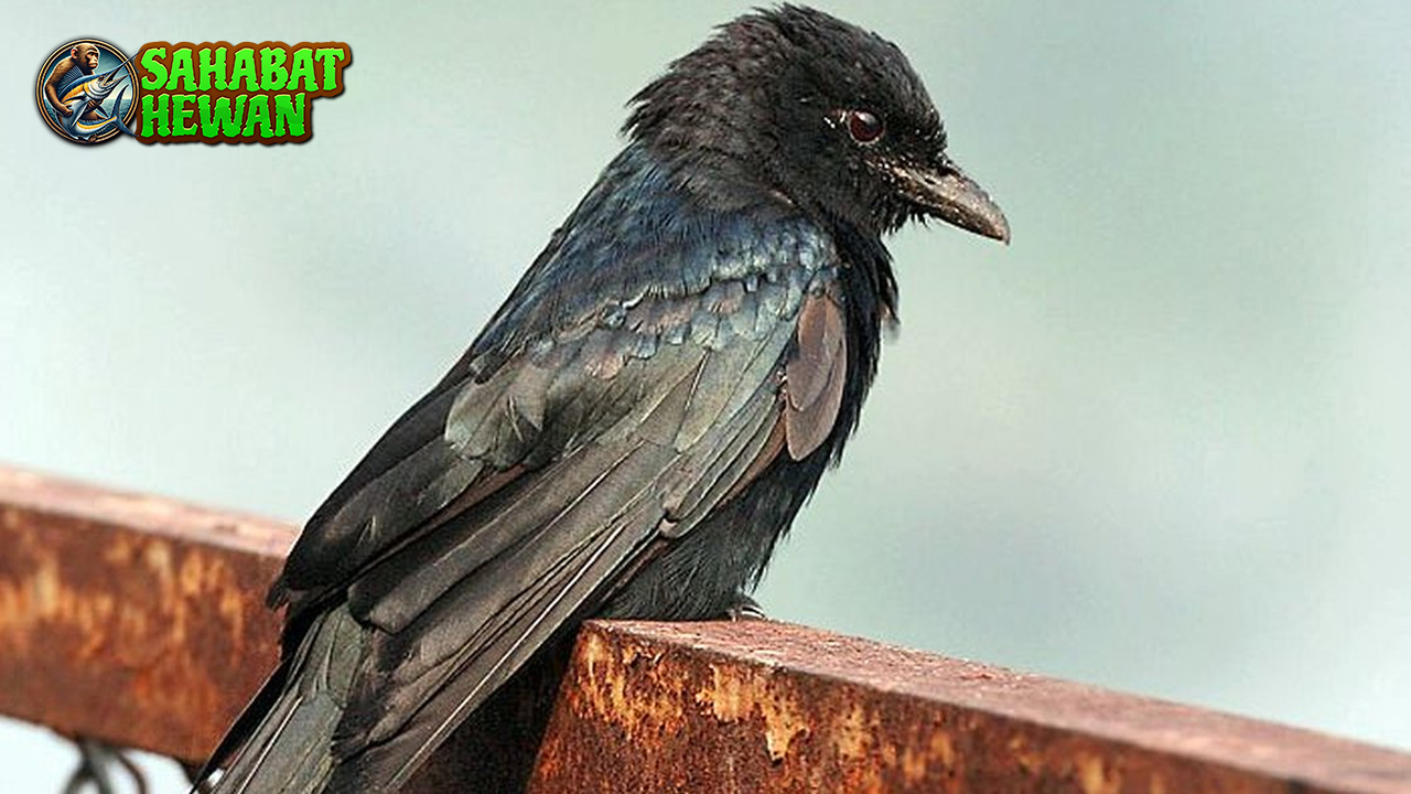 Srigunting Burung Pemberani yang Suka Usil di Tengah Hutan!
