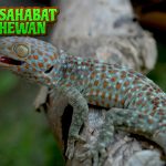 Tokek Si Ahli Panjat yang Diam-Diam Punya Cerita Mistis!