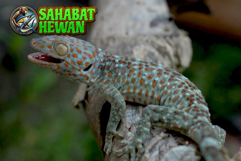 Tokek Si Ahli Panjat yang Diam-Diam Punya Cerita Mistis!