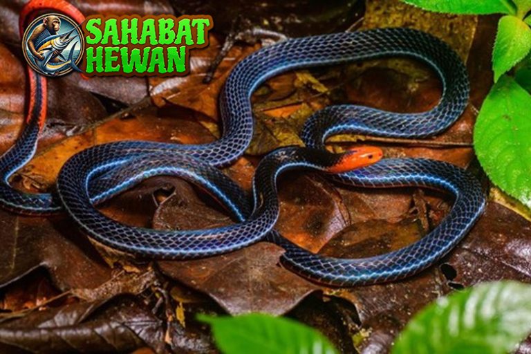 Ular Cabai Muncul di Pekarangan Hebohkan Netizen!