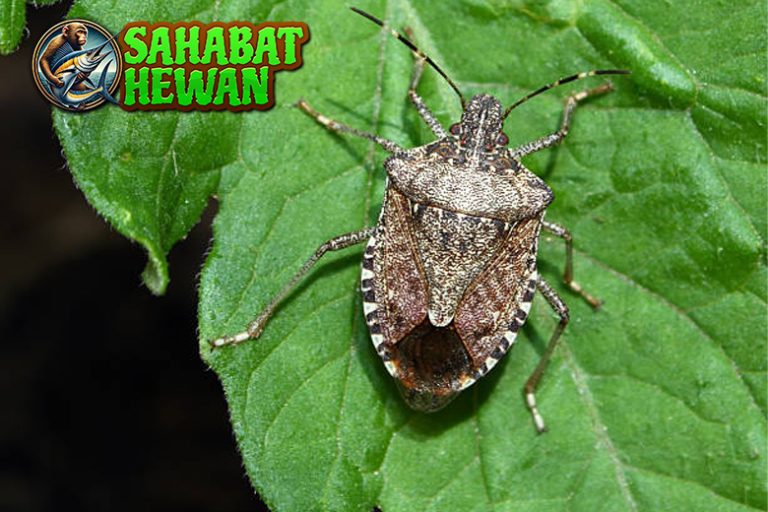 Kepik Si Bintik Merah yang Bermanfaat dan Penuh Kejutan!
