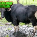 Banteng Jawa Simbol Kuat dengan 9 Cerita Legenda!