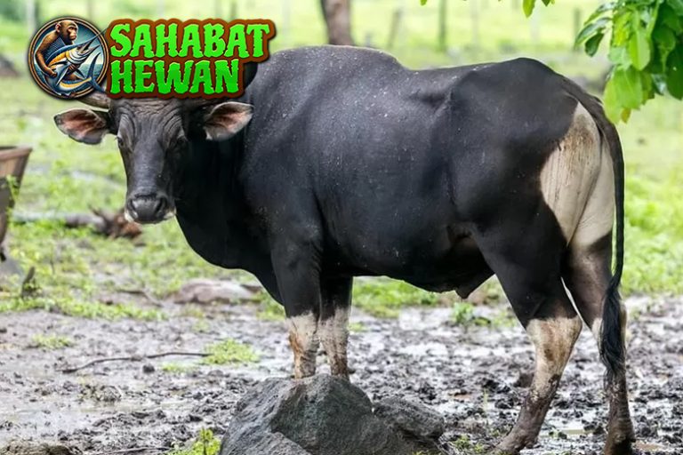 Banteng Jawa Simbol Kuat dengan 9 Cerita Legenda!