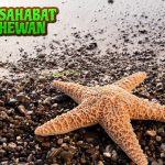 Bintang Laut Hewan Tenang dengan Sistem Tubuh Ajaib