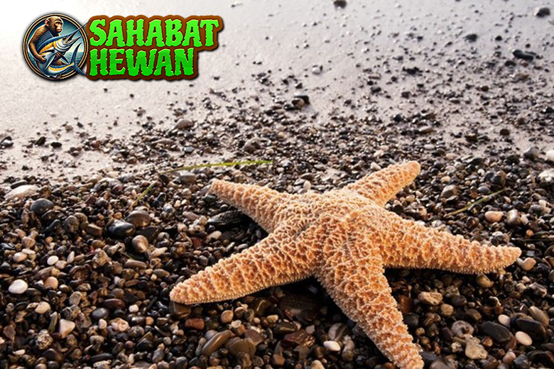 Bintang Laut Hewan Tenang dengan Sistem Tubuh Ajaib