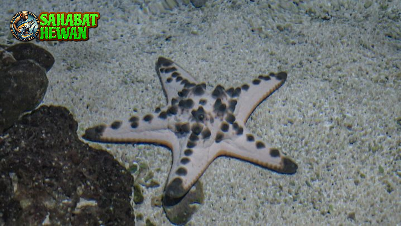 Bintang Laut Hewan Tenang dengan Sistem Tubuh Ajaib