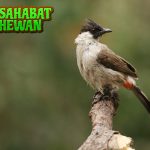 Burung Kutilang 15 Fakta yang Bikin Kamu Terkesima