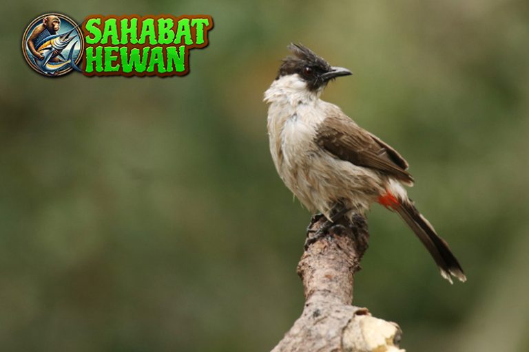 Burung Kutilang 15 Fakta yang Bikin Kamu Terkesima