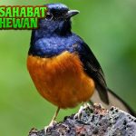 Burung Murai Batu Primadona Kicau Bikin Telinga Dimanjakan