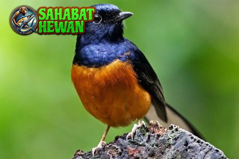 Burung Murai Batu Primadona Kicau Bikin Telinga Dimanjakan