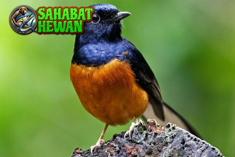 Burung Murai Batu Primadona Kicau Bikin Telinga Dimanjakan