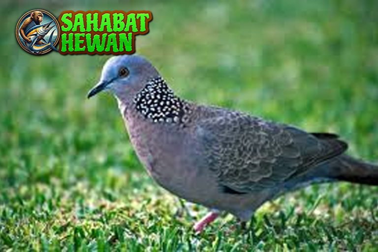 Burung Tekukur 3 Hal Mengejutkan di Balik Kicauan Unik