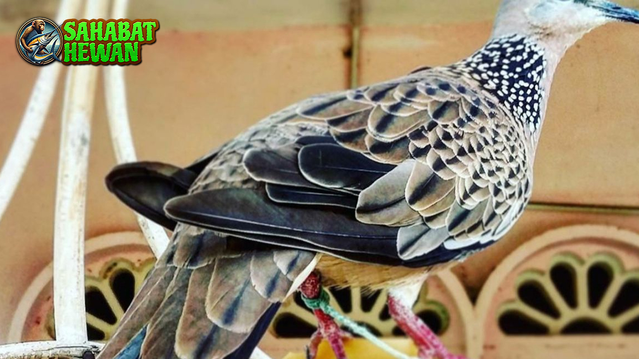 Burung Tekukur 3 Hal Mengejutkan di Balik Kicauan Unik